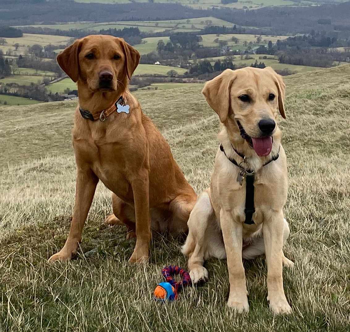 Our Dogs